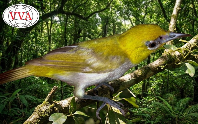 Hình 1: Chim Vành Khuyên bị bể hoạ 